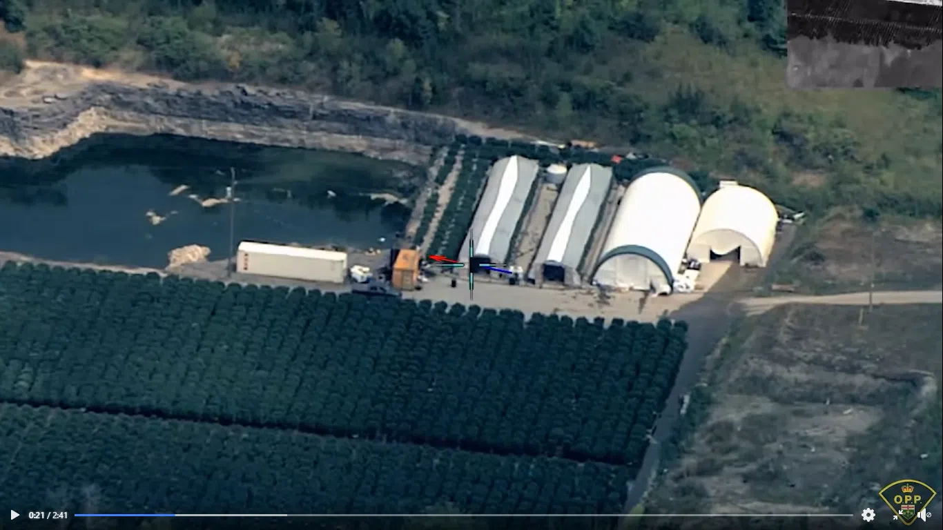 Tyendinga cannabis bust, could be for the record books