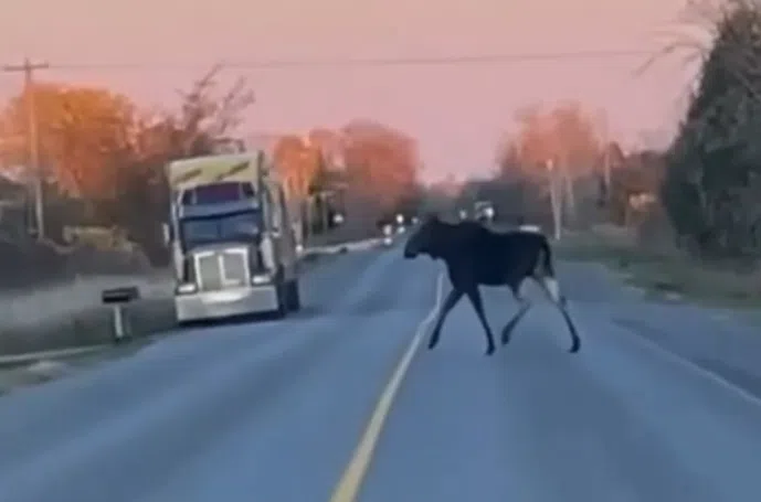 VIDEO: A local loose moose in Shannonville