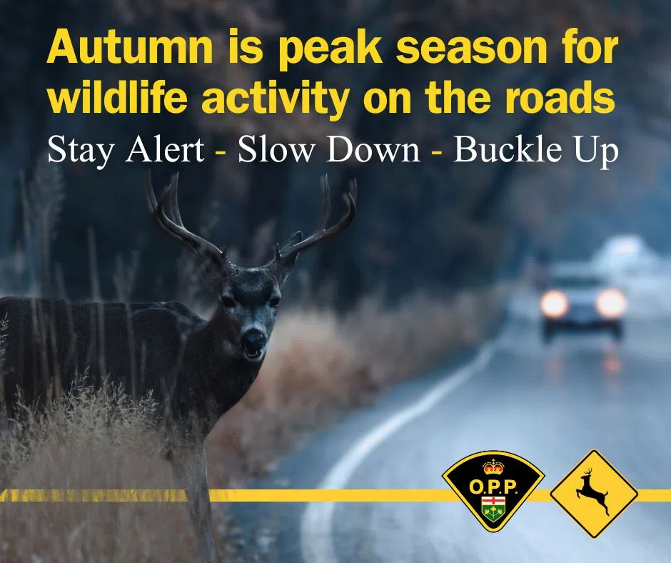OPP remind motorists to watch for deer