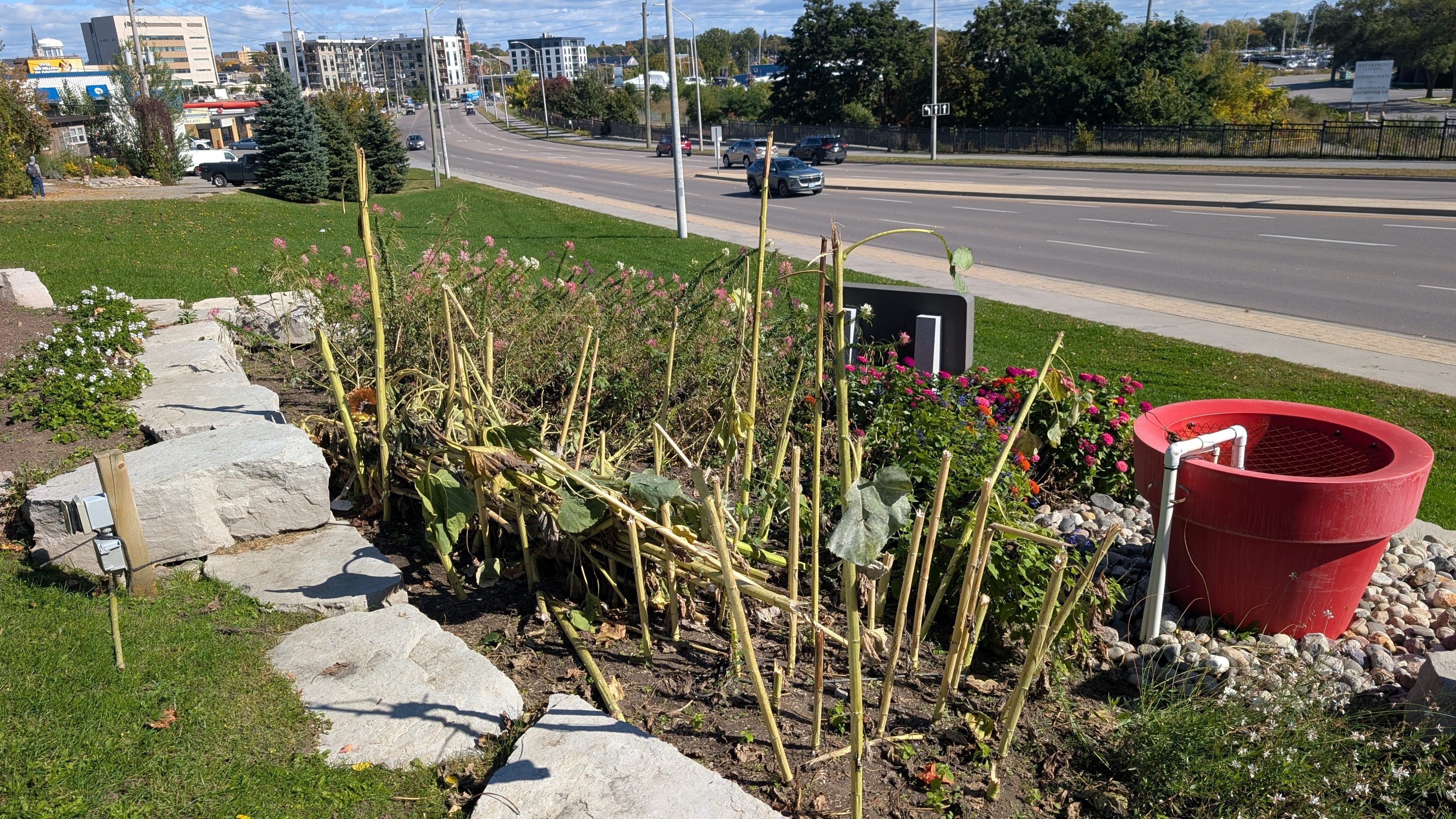 Sunflowers vandalized at R.T. Potter Park