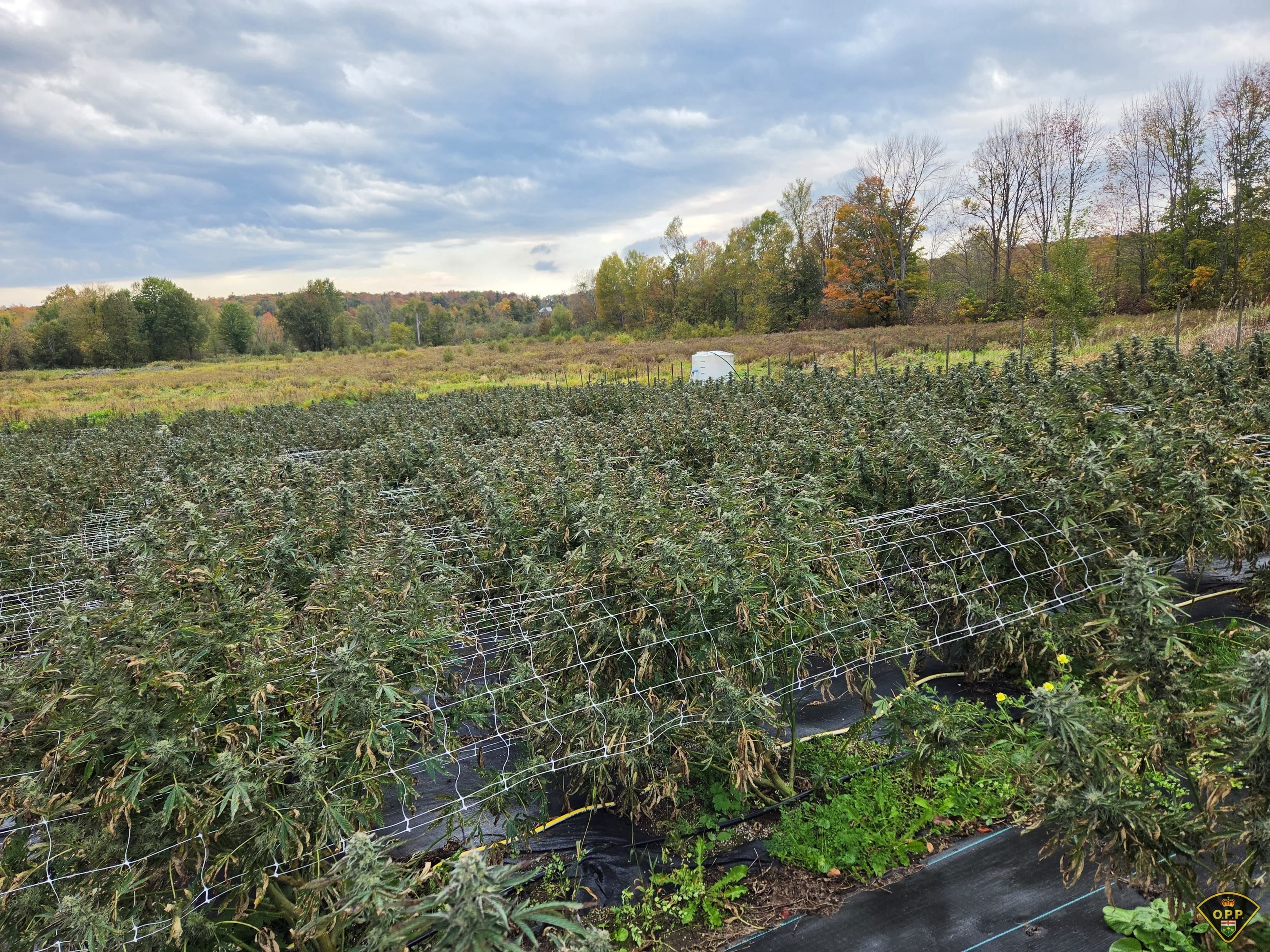 Illegal cannabis grow op in Madoc