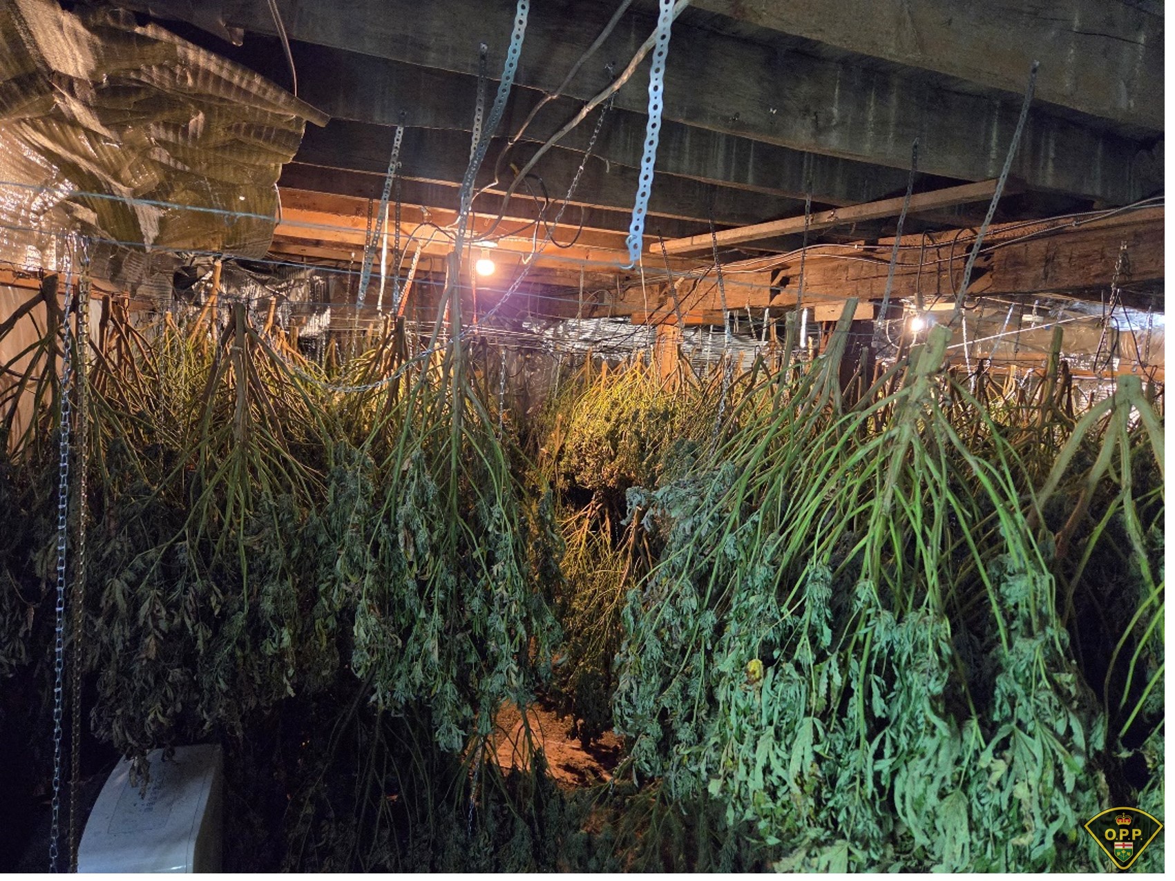 OPP dismantle million dollar illegal cannabis production site