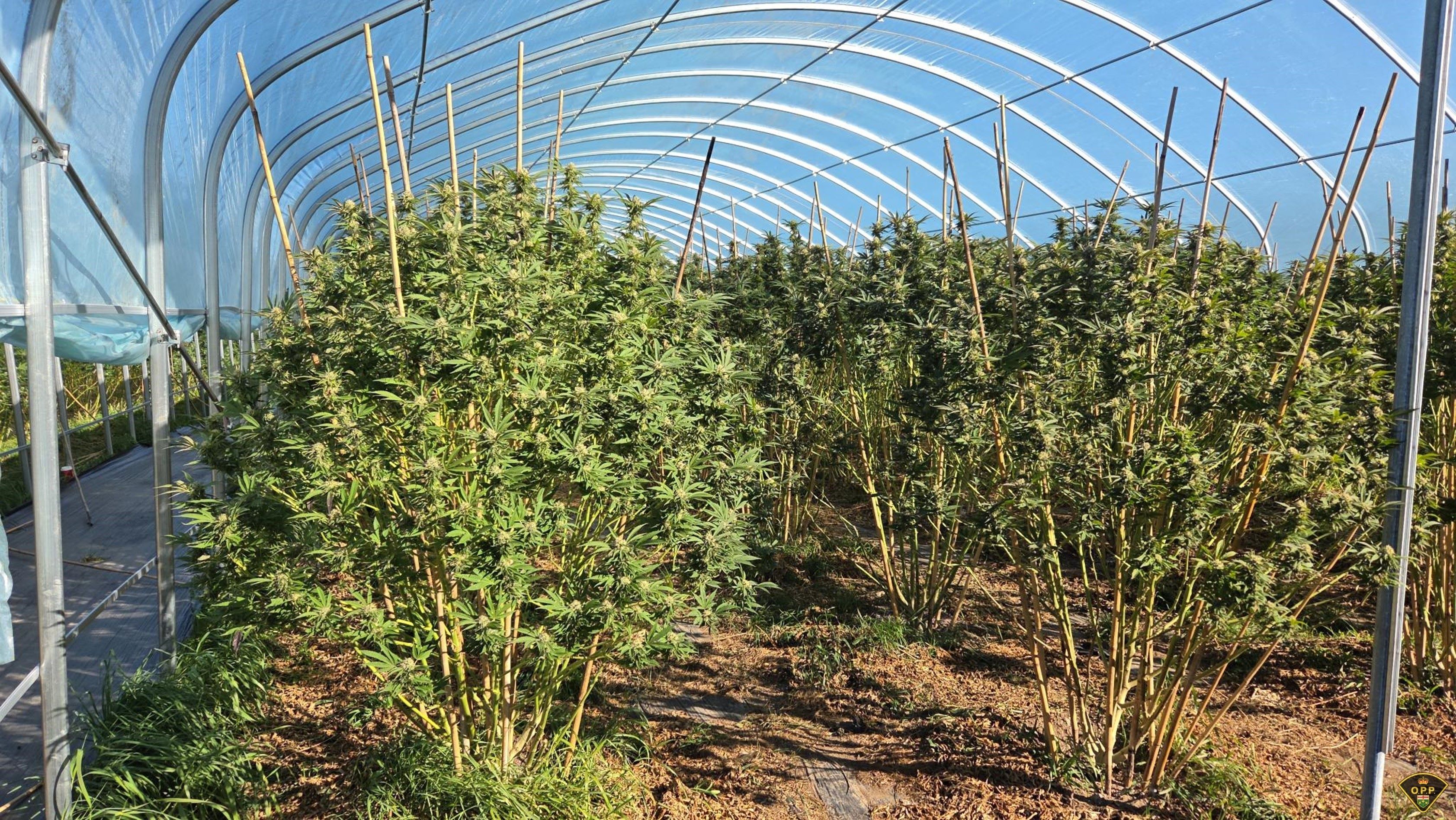 Nearly $8 million in illegal cannabis seized in Greater Napanee