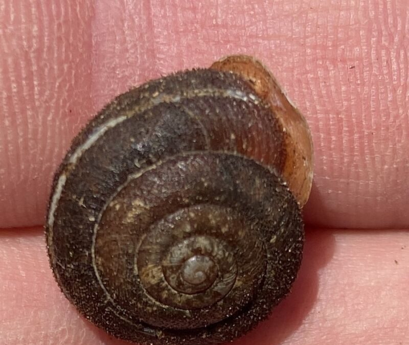 Endangered snail species found near Woodstock - Vimarsana News