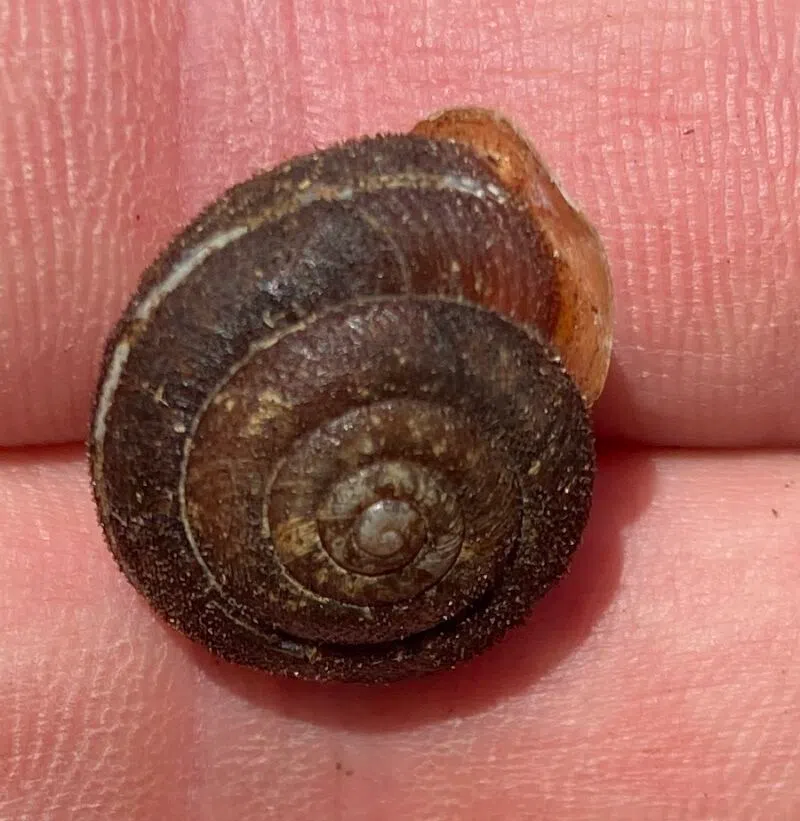 Endangered snail species found near Woodstock