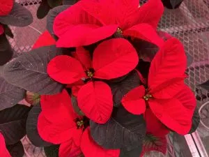 Fanshawe Poinsettia, Credit: Briar Wilson