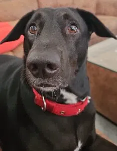 Dog Image 