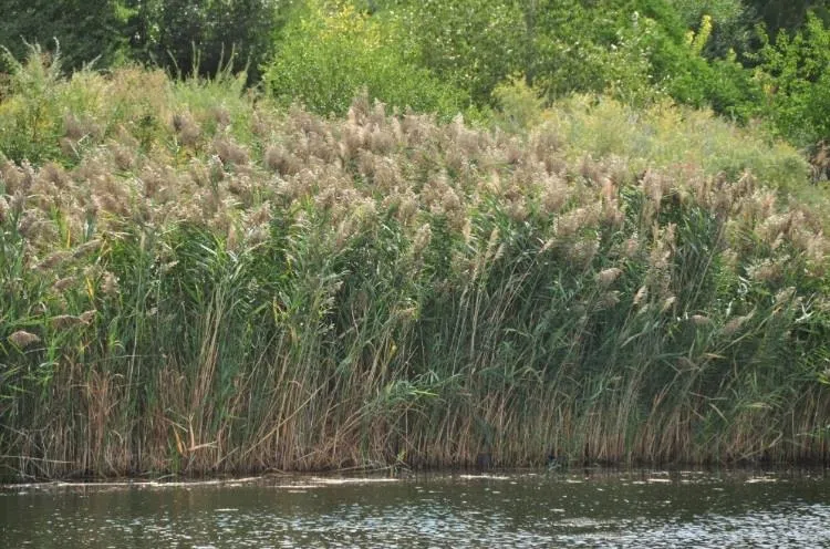 Ontario’s shoreline phragmites crisis accelerating as summer growth explodes
