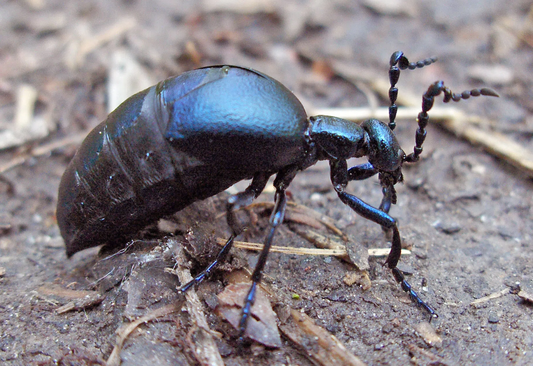 A picture of a Blister Beetle