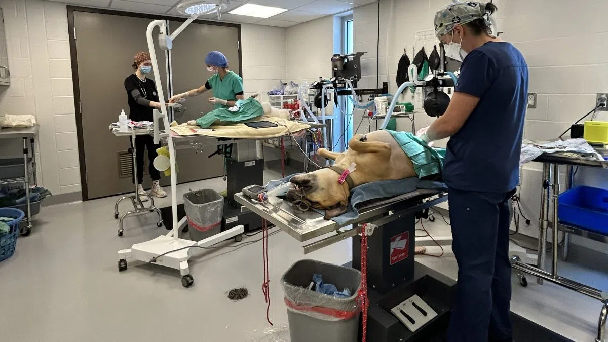 Peterborough Humane Society completes 36 free spay and neuter surgeries for World Spay Day