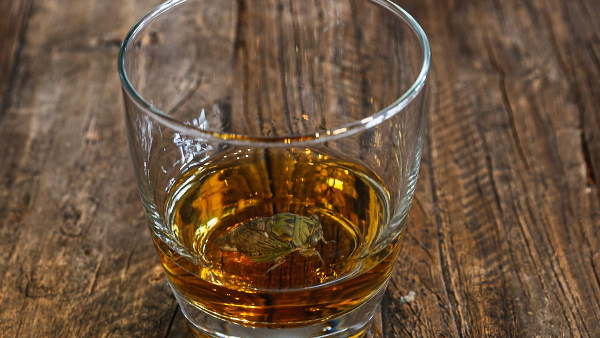 TOO FAR: Cicada-Infused Liqueur - Vimarsana News