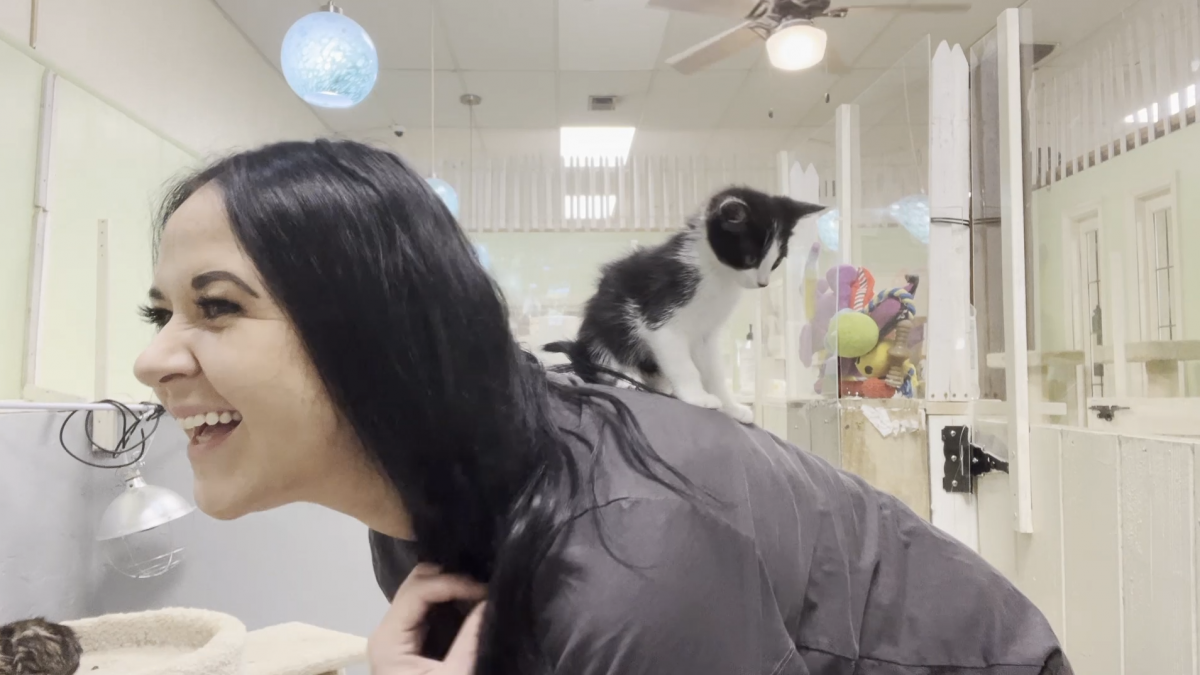 Highway To Home: Kittens! - Vimarsana News