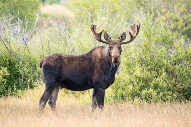 Bull Moose, full view, looking at camera in marsh iStock
