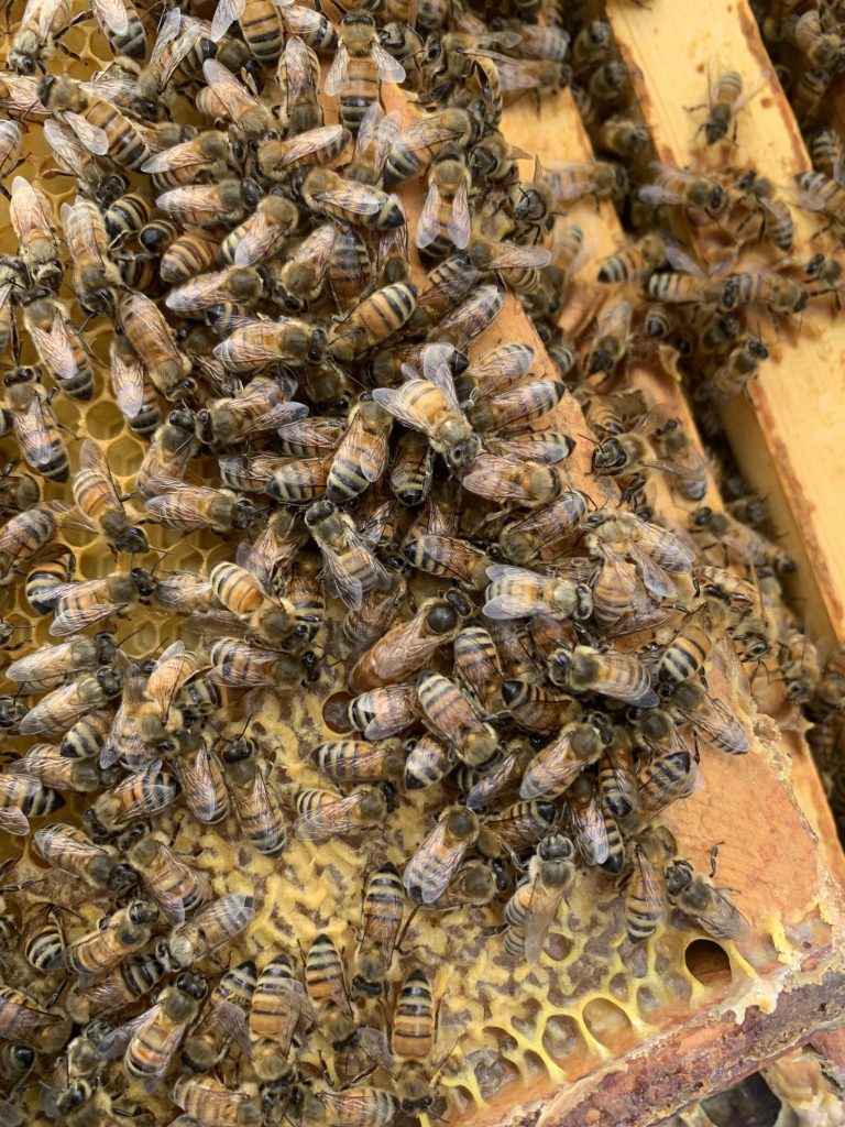 Bees