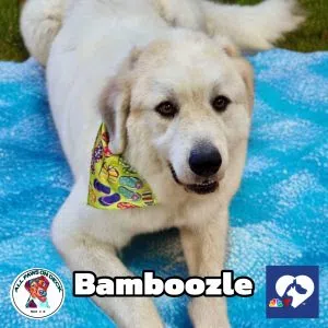 BAMBOOZLE