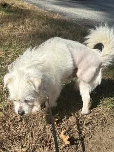 Woof Wednesday Jelly Roll