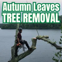 Autumn Leaves Tree Removal