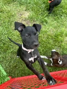 Woof Wednesday WCTY