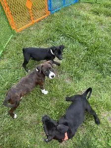 Woof Wednesday