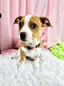 Woof Wednesday