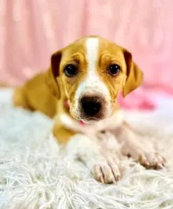 Woof Wednesday