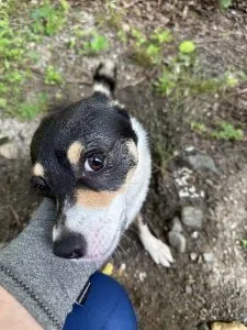 Dodger