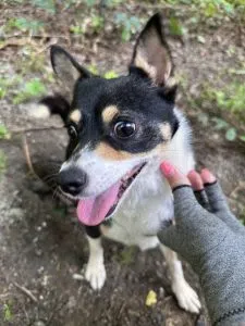 Dodger