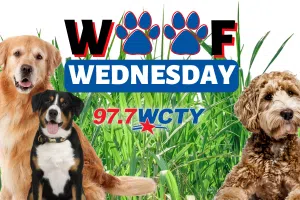 Woof Wednesday