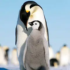 Penguins can't fly, but they like to dive