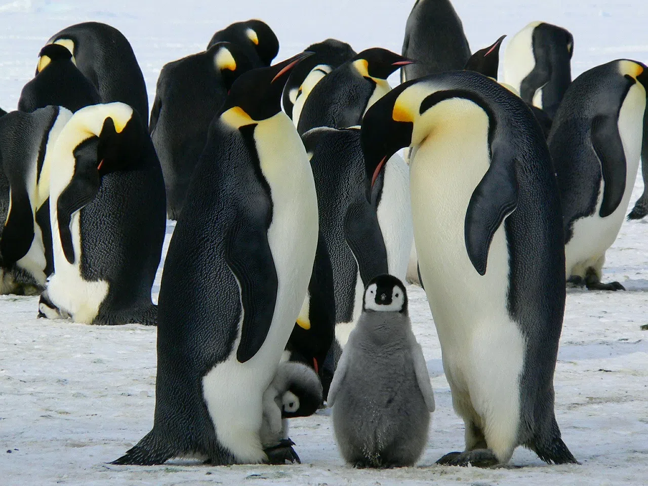 Climate change hurts penguins and their diet