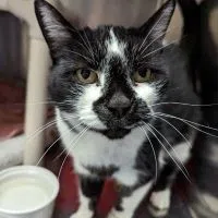 Alliston and District Humane Society – Adoptable of the Day