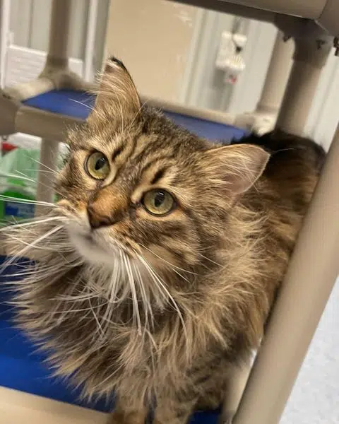 Meet: Hazel - 7 Year-Old Cat