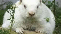 Wiarton Willie Predicts an Early Spring?