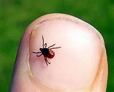 Ticks Can be Active All Year Due to Warmer Weather
