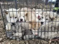 Puppies Locked in Cage Abandoned at Side of Road