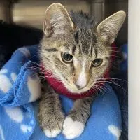 Alliston and District Humane Society - Adoptable of the Day