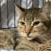 Alliston and District Humane Society - Adoptable of the Day
