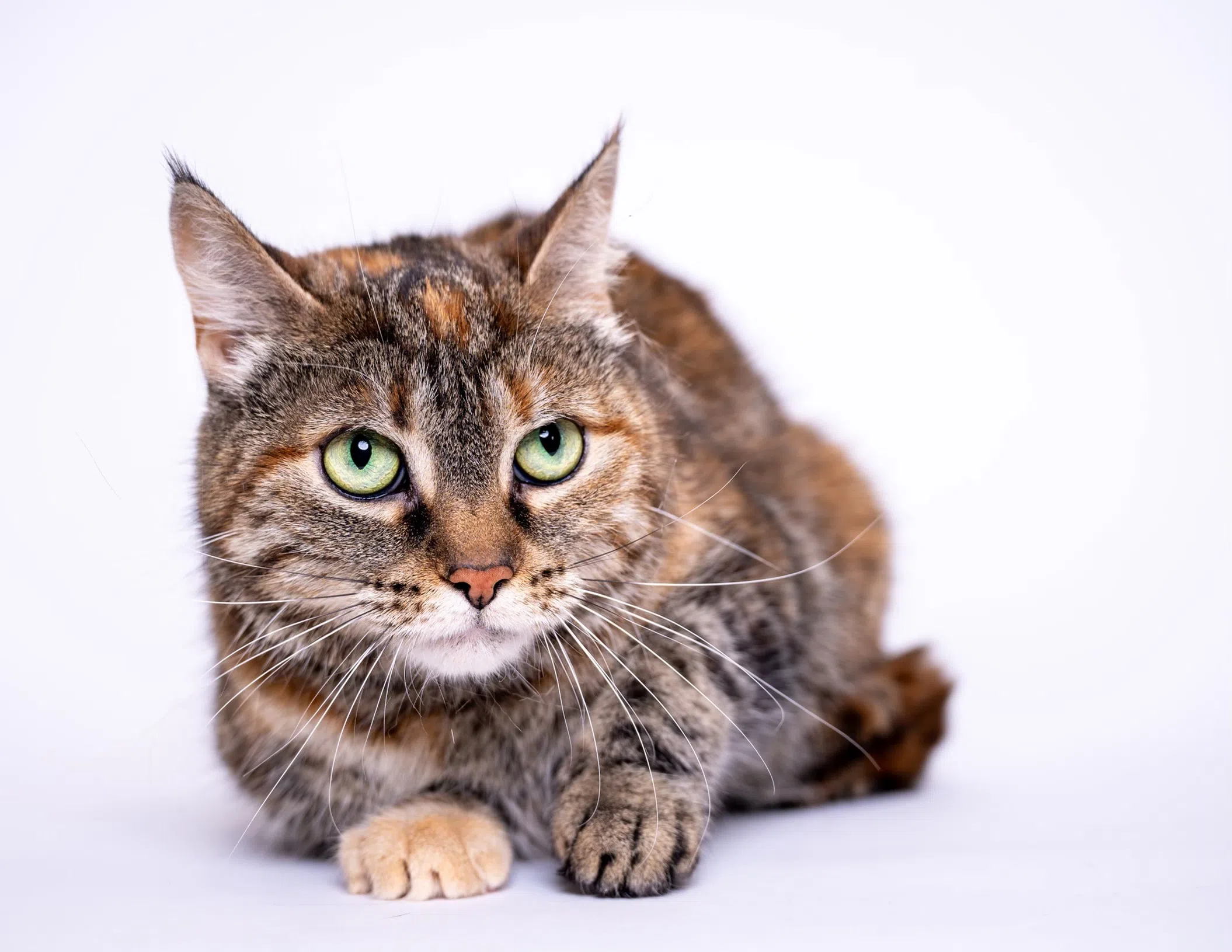 Alliston and District Humane Society – Adoptable of the Day