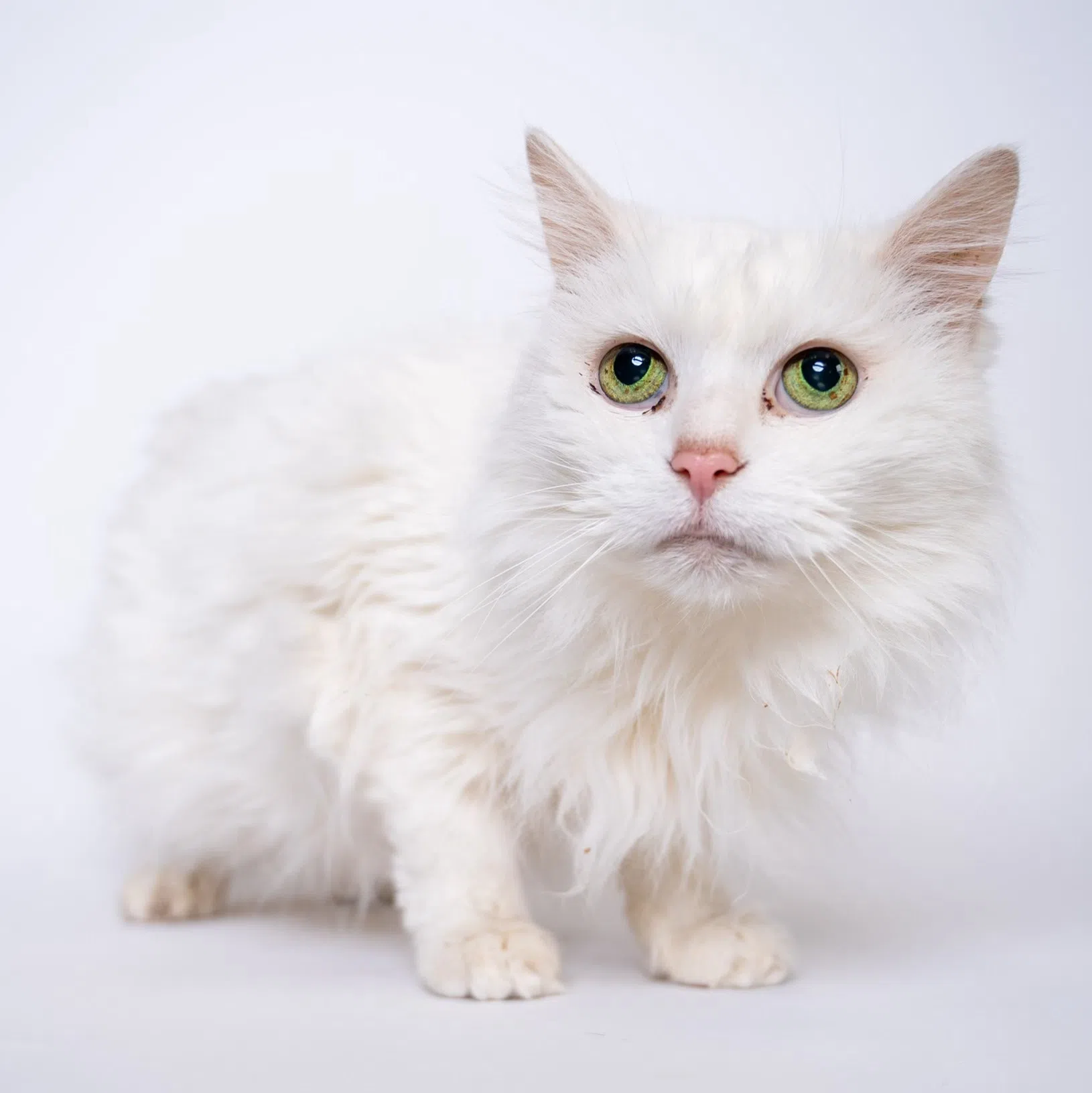 Alliston and District Humane Society - Adoptable of the Day