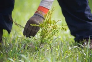Residents Invited to Take Advantage of Tree Planting Grants
