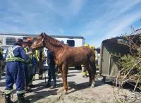 Police Officers Helped Rescue Horse from Overturned trailer in Beeton Area