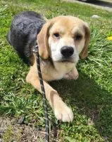 Alliston and District Humane Society - Adoptable of the Day
