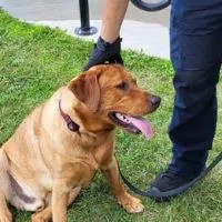 Lester the Dog Rescued from Hot Car