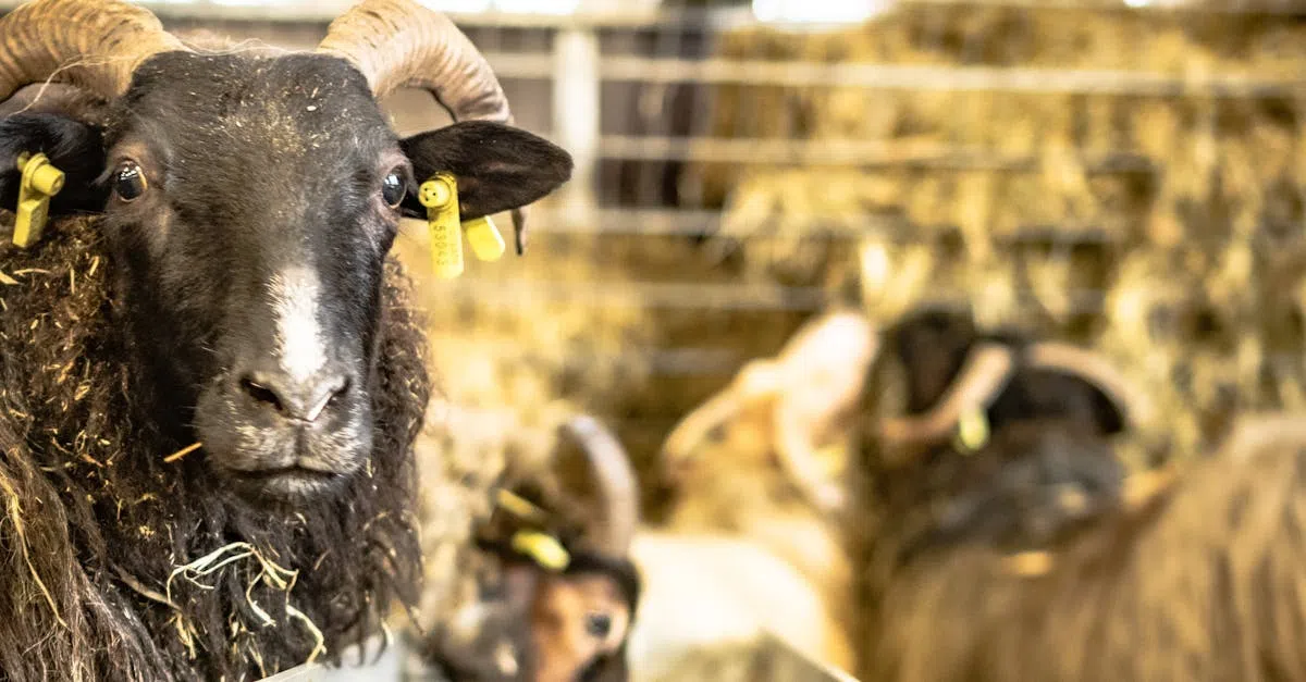 Cookstown Farm Fined for Illegal Slaughter of Animals