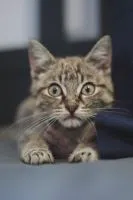Alliston and District Humane Society - Adoptable of the Day