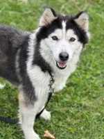 Alliston and District Humane Society – Adoptable of the Day