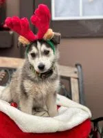 Alliston and District Humane Society – Adoptable of the Day