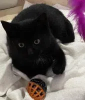 Alliston and District Humane Society – Adoptable of the Day