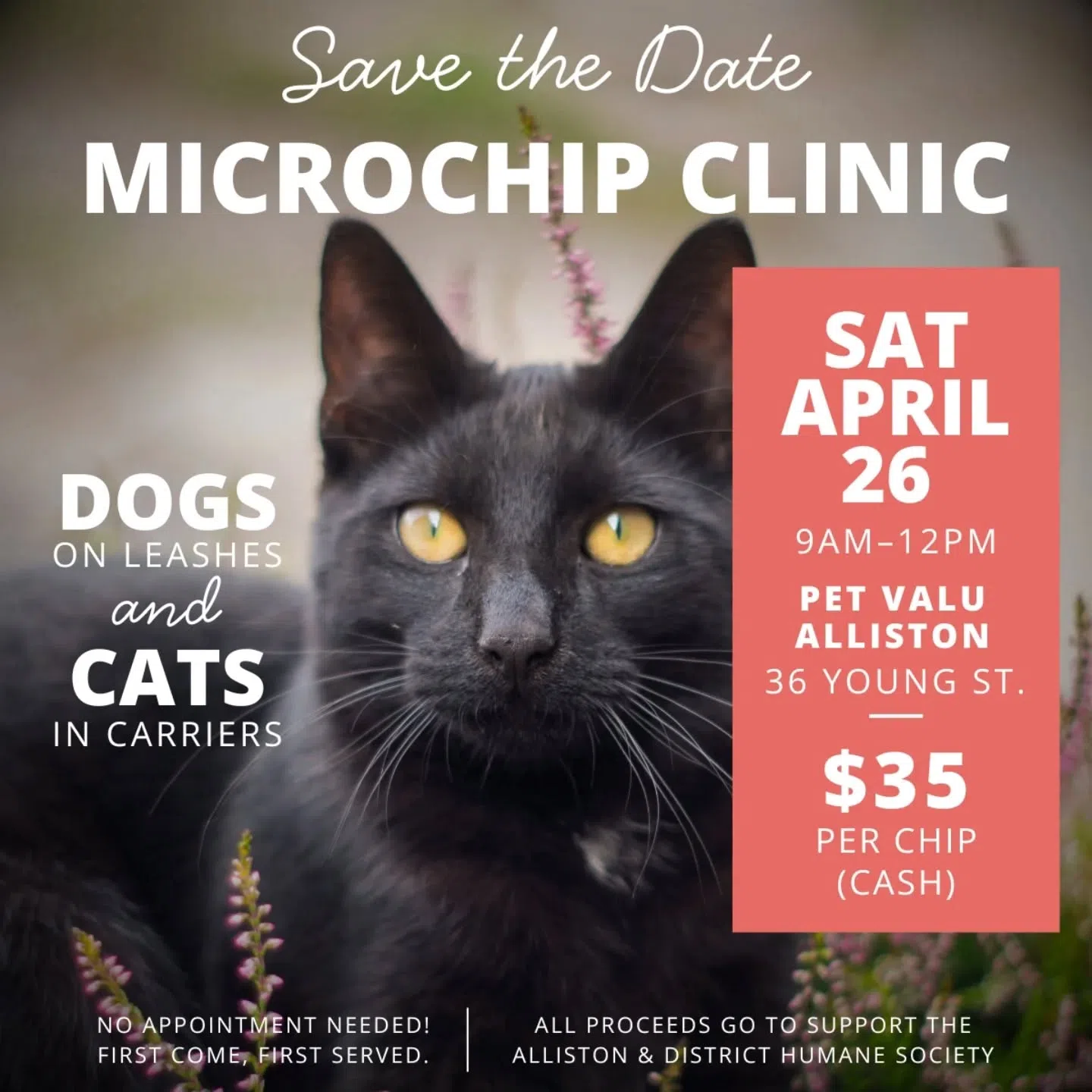 Pet Microchip Clinic in Alliston