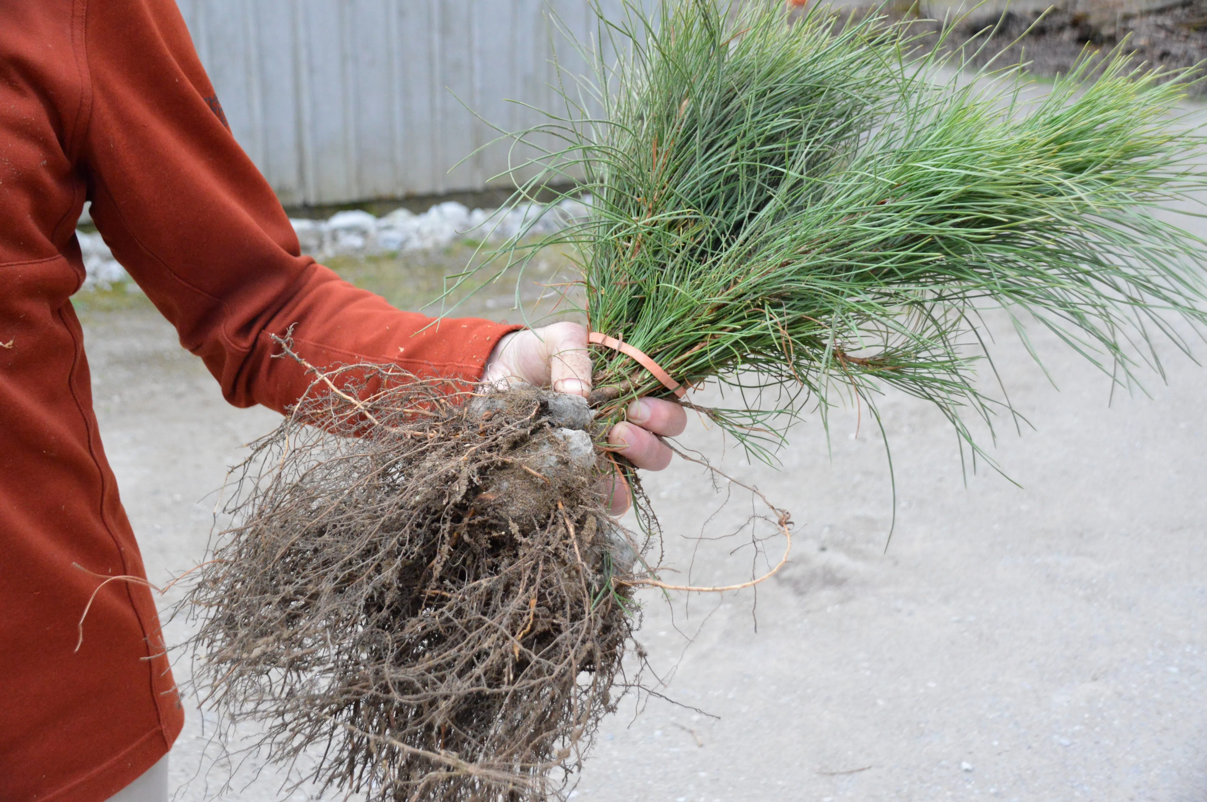 Native trees and shrubs available for sale this weekend